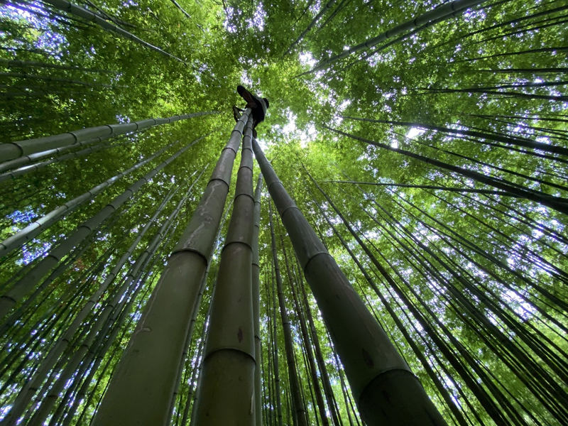 Fall in love with the beautiful bamboo forest like a swordplay movie in Mu Cang Chai